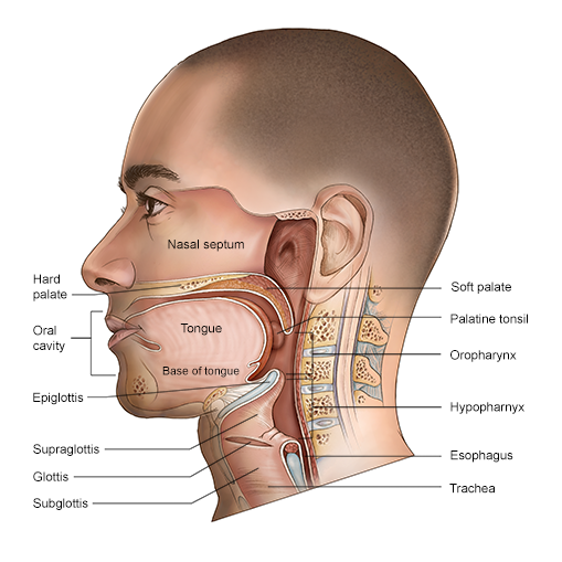 head_and_neck_hispanicman_v2